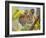 Tiger Face Portrait Amongst Foliage, Bandhavgarh National Park, India 2007-Tony Heald-Framed Photographic Print