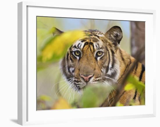 Tiger Face Portrait Amongst Foliage, Bandhavgarh National Park, India 2007-Tony Heald-Framed Photographic Print