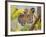 Tiger Face Portrait Amongst Foliage, Bandhavgarh National Park, India 2007-Tony Heald-Framed Photographic Print