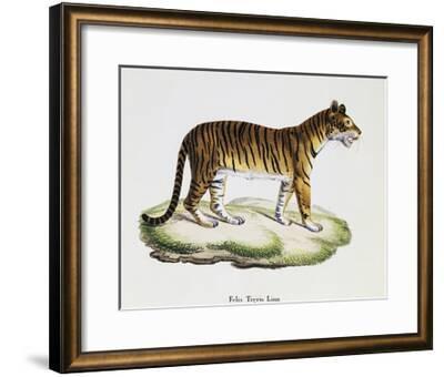 Tiger Felis Tigris Giclee Print Art Com