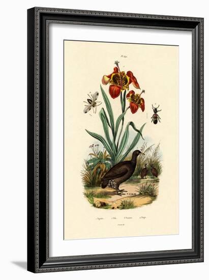 Tiger Flower, 1833-39-null-Framed Giclee Print