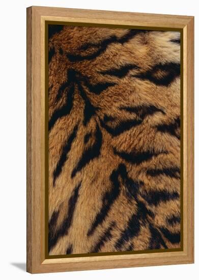 Tiger Fur-DLILLC-Framed Premier Image Canvas