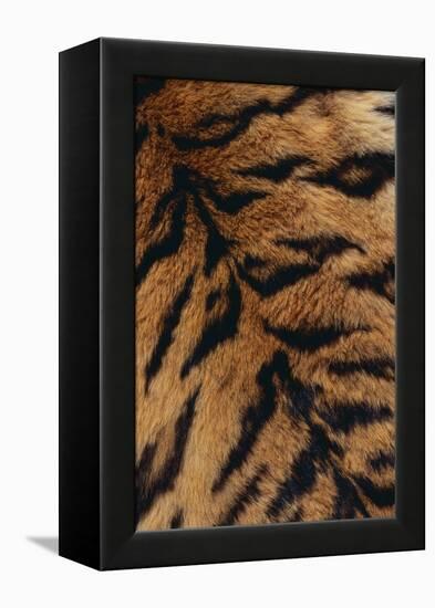 Tiger Fur-DLILLC-Framed Premier Image Canvas