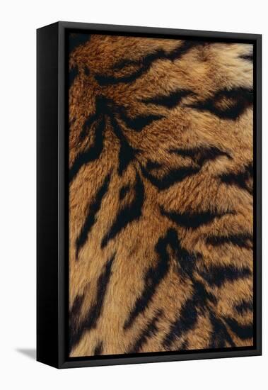 Tiger Fur-DLILLC-Framed Premier Image Canvas
