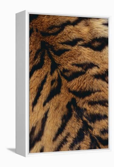 Tiger Fur-DLILLC-Framed Premier Image Canvas