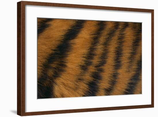 Tiger Fur-DLILLC-Framed Photographic Print