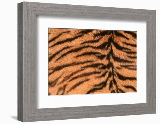 Tiger Fur-DLILLC-Framed Photographic Print