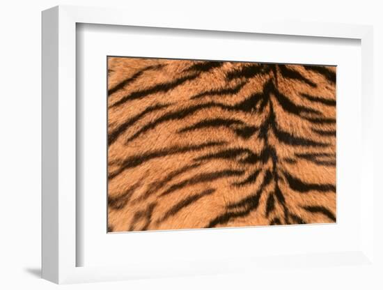 Tiger Fur-DLILLC-Framed Photographic Print