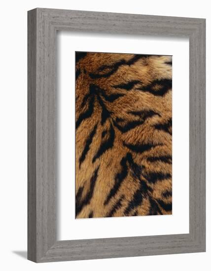 Tiger Fur-DLILLC-Framed Photographic Print