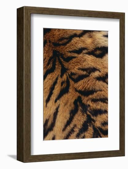 Tiger Fur-DLILLC-Framed Photographic Print