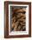 Tiger Fur-DLILLC-Framed Photographic Print