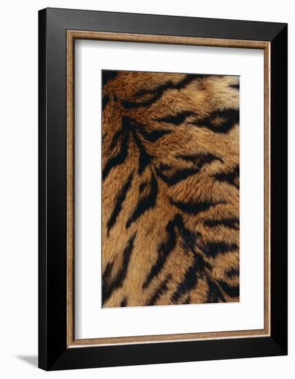 Tiger Fur-DLILLC-Framed Photographic Print