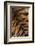 Tiger Fur-DLILLC-Framed Photographic Print