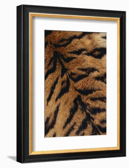 Tiger Fur-DLILLC-Framed Photographic Print