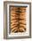 Tiger Fur-DLILLC-Framed Photographic Print