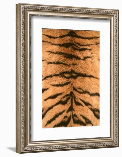 Tiger Fur-DLILLC-Framed Photographic Print