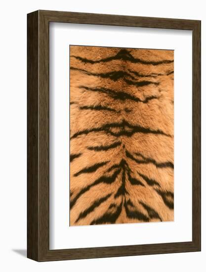 Tiger Fur-DLILLC-Framed Photographic Print