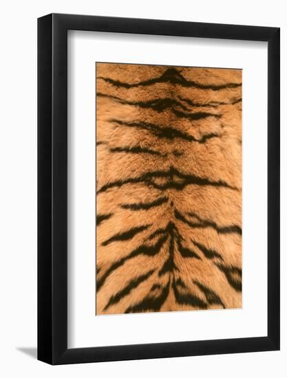 Tiger Fur-DLILLC-Framed Photographic Print