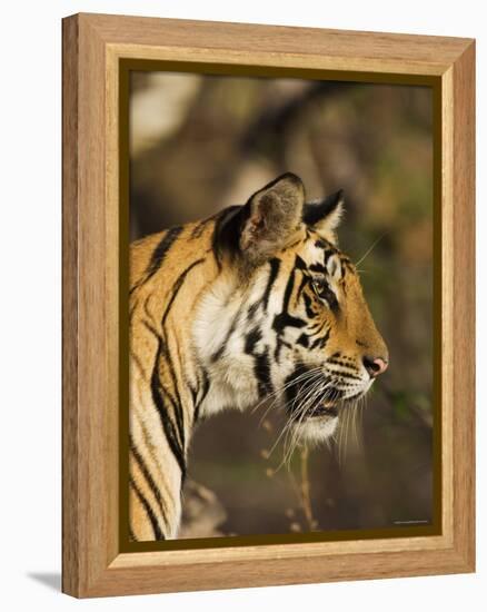 Tiger, Head Profile, Bandhavgarh National Park, India-Tony Heald-Framed Premier Image Canvas