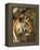Tiger, Head Profile, Bandhavgarh National Park, India-Tony Heald-Framed Premier Image Canvas