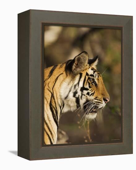 Tiger, Head Profile, Bandhavgarh National Park, India-Tony Heald-Framed Premier Image Canvas