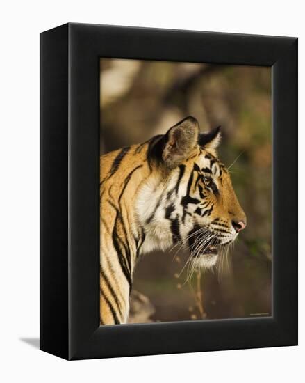 Tiger, Head Profile, Bandhavgarh National Park, India-Tony Heald-Framed Premier Image Canvas