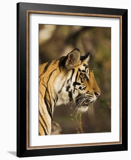 Tiger, Head Profile, Bandhavgarh National Park, India-Tony Heald-Framed Photographic Print