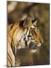 Tiger, Head Profile, Bandhavgarh National Park, India-Tony Heald-Mounted Photographic Print