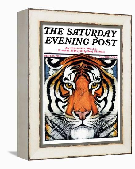 "Tiger Head," Saturday Evening Post Cover, September 18, 1926-Paul Bransom-Framed Premier Image Canvas