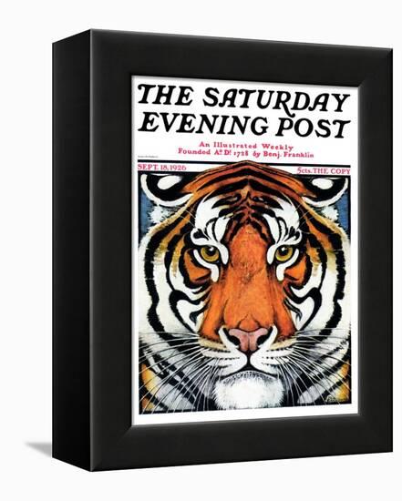 "Tiger Head," Saturday Evening Post Cover, September 18, 1926-Paul Bransom-Framed Premier Image Canvas