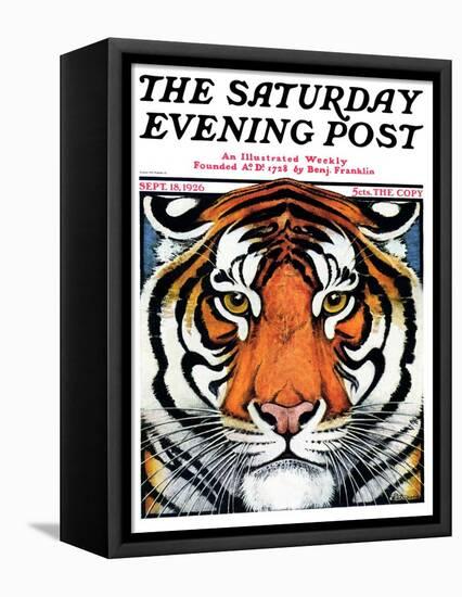 "Tiger Head," Saturday Evening Post Cover, September 18, 1926-Paul Bransom-Framed Premier Image Canvas