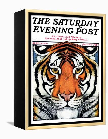 "Tiger Head," Saturday Evening Post Cover, September 18, 1926-Paul Bransom-Framed Premier Image Canvas