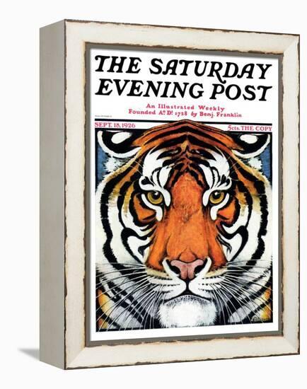 "Tiger Head," Saturday Evening Post Cover, September 18, 1926-Paul Bransom-Framed Premier Image Canvas