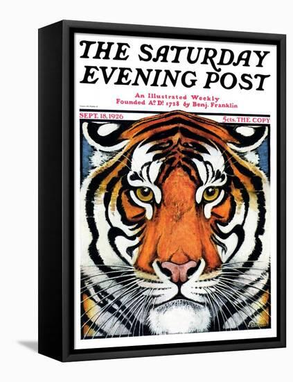 "Tiger Head," Saturday Evening Post Cover, September 18, 1926-Paul Bransom-Framed Premier Image Canvas