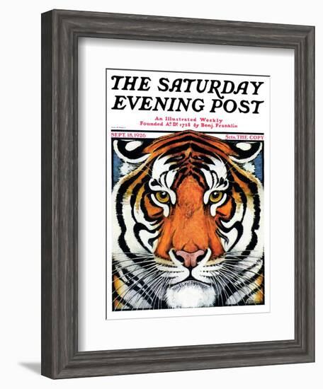 "Tiger Head," Saturday Evening Post Cover, September 18, 1926-Paul Bransom-Framed Giclee Print