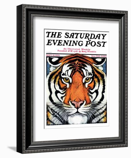 "Tiger Head," Saturday Evening Post Cover, September 18, 1926-Paul Bransom-Framed Giclee Print