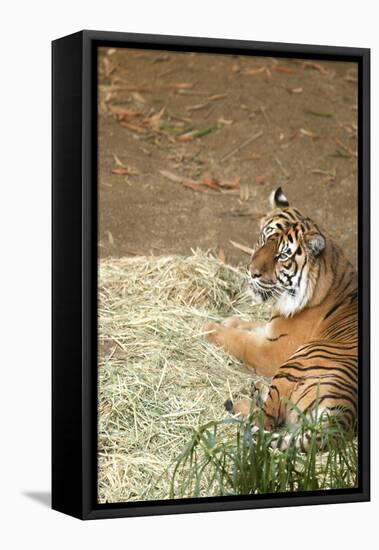 Tiger I-Karyn Millet-Framed Premier Image Canvas