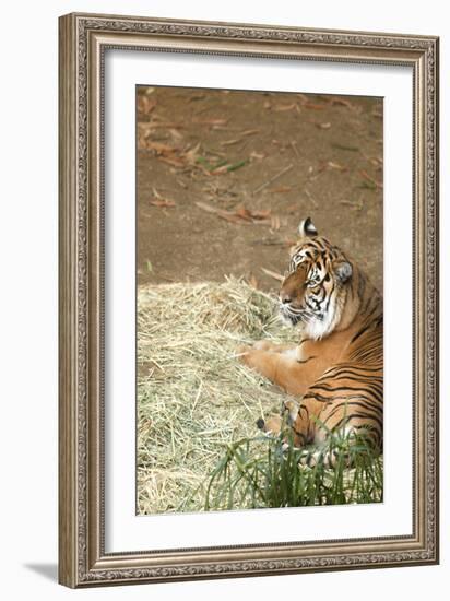 Tiger I-Karyn Millet-Framed Photographic Print