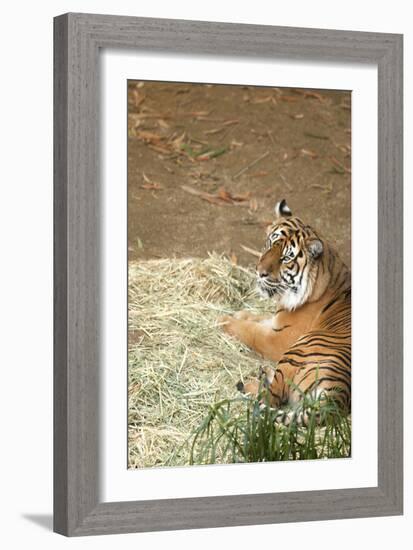 Tiger I-Karyn Millet-Framed Photographic Print