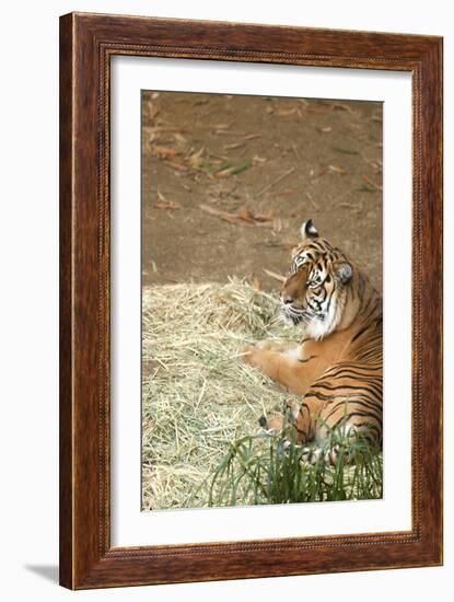 Tiger I-Karyn Millet-Framed Photographic Print