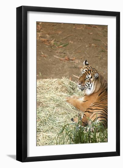 Tiger I-Karyn Millet-Framed Photographic Print
