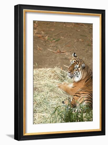 Tiger I-Karyn Millet-Framed Photographic Print