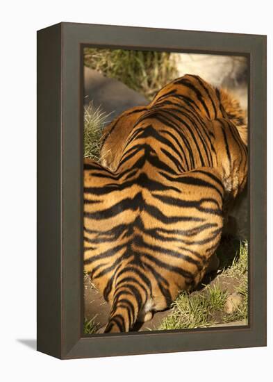 Tiger II-Karyn Millet-Framed Premier Image Canvas