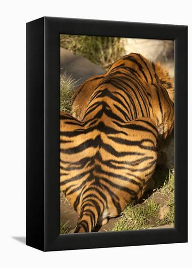 Tiger II-Karyn Millet-Framed Premier Image Canvas