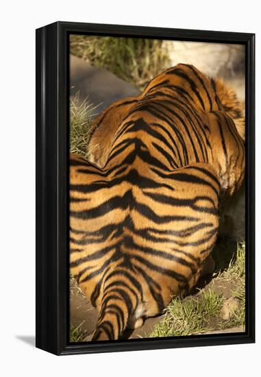 Tiger II-Karyn Millet-Framed Premier Image Canvas