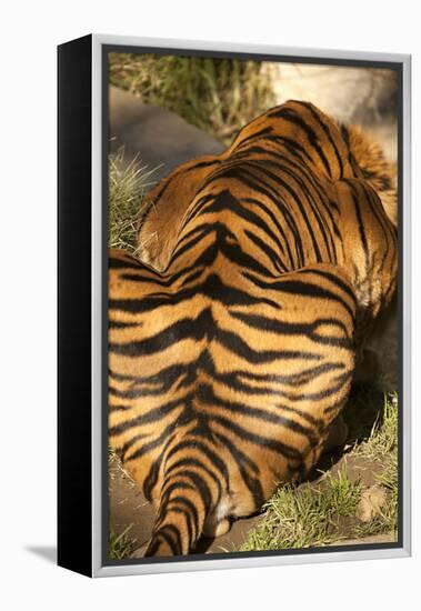 Tiger II-Karyn Millet-Framed Premier Image Canvas