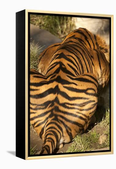 Tiger II-Karyn Millet-Framed Premier Image Canvas