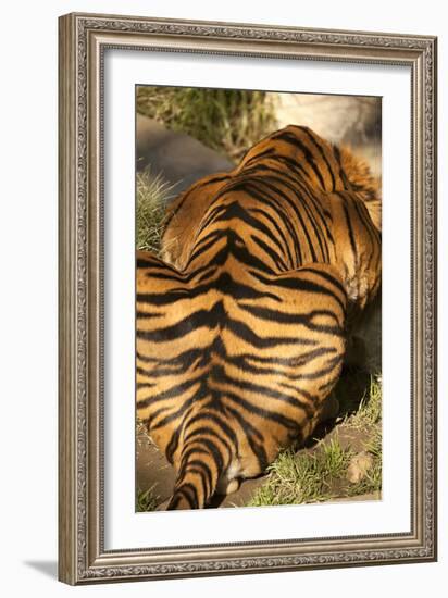 Tiger II-Karyn Millet-Framed Photographic Print