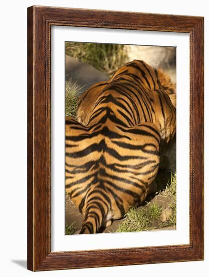 Tiger II-Karyn Millet-Framed Photographic Print