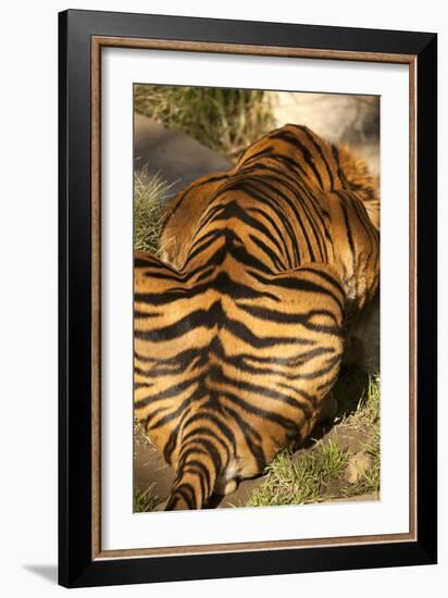 Tiger II-Karyn Millet-Framed Photographic Print